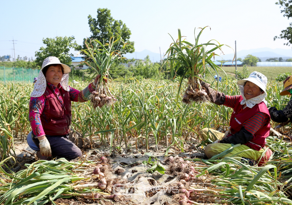 안읍 인평리의 한 농가에서 마늘을 수확하는 모습 (사진제공 : 태안군청)