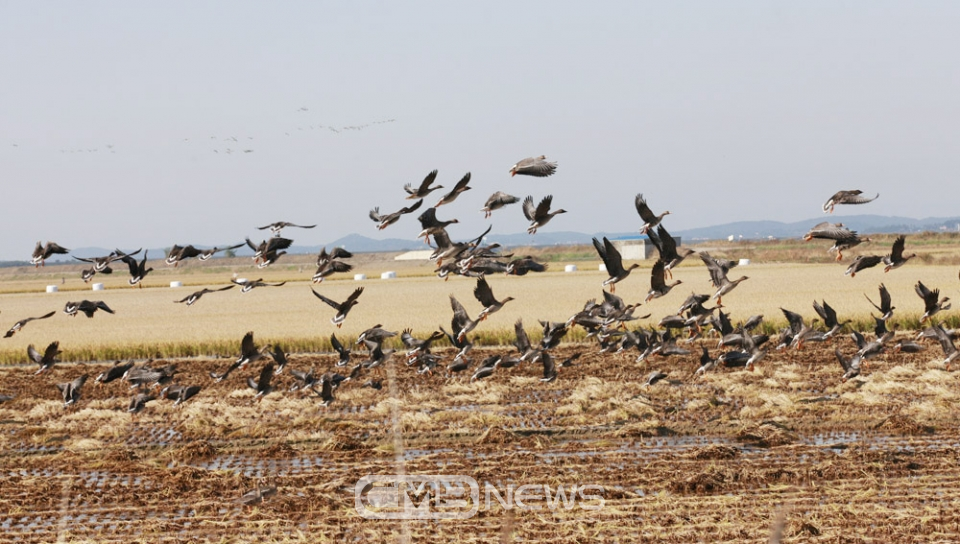 서산 천수만 철새도래지를 찾은 쇠기러기떼 모습 (사진제공 : 서산시청)
