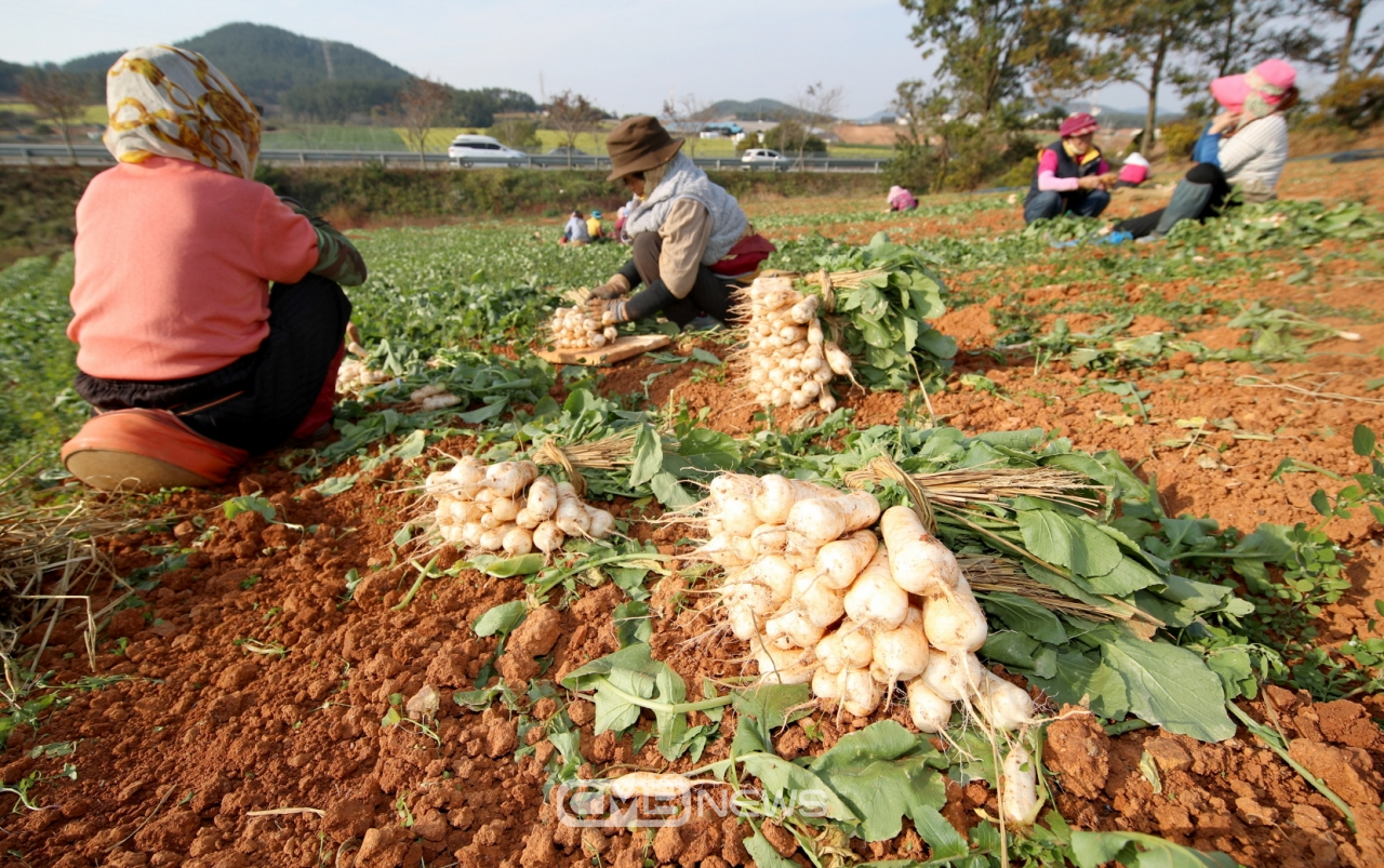 태안읍 장산리 한 농가에서 총각무(알타리무)를 수확하고 있는 모습 (사진제공 : 태안군청)