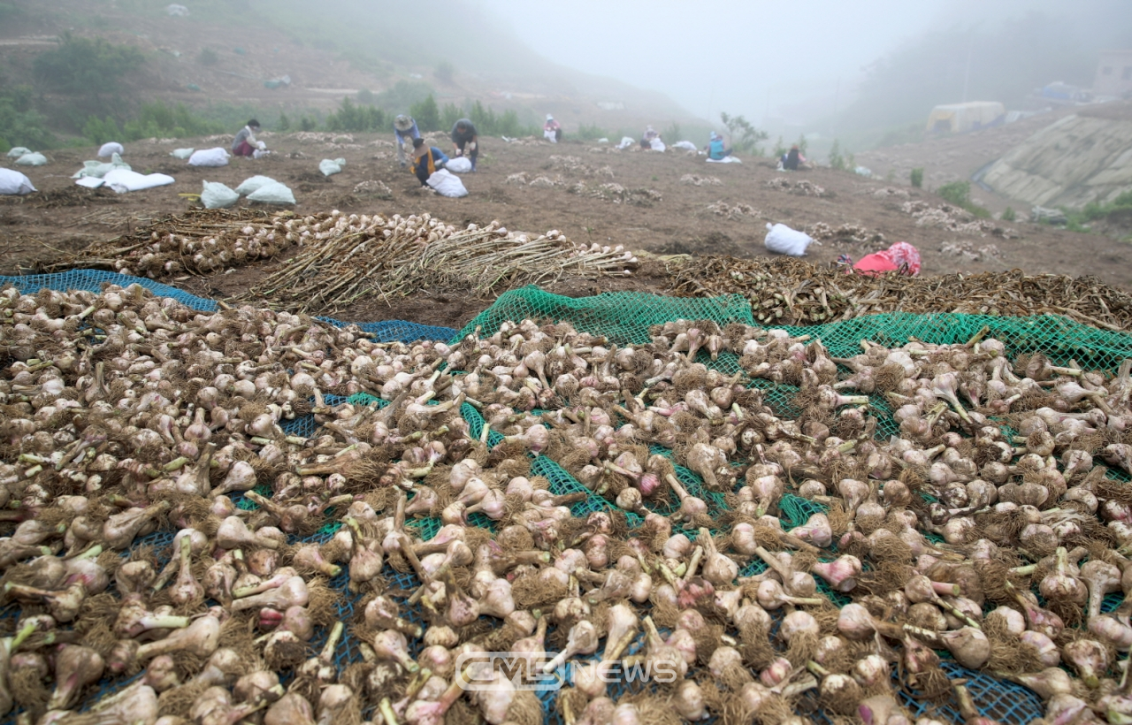 가의도 육쪽마늘 종구수확 모습 (사진제공 : 태안군청)