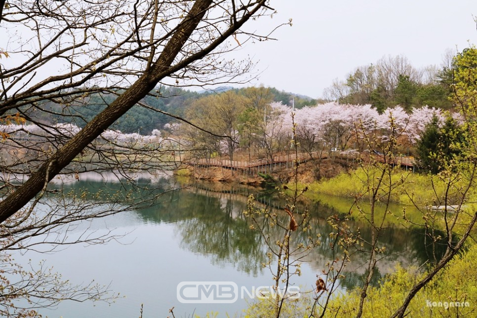 연서면 벚꽃 모습 (사진제공 : 세종시청)