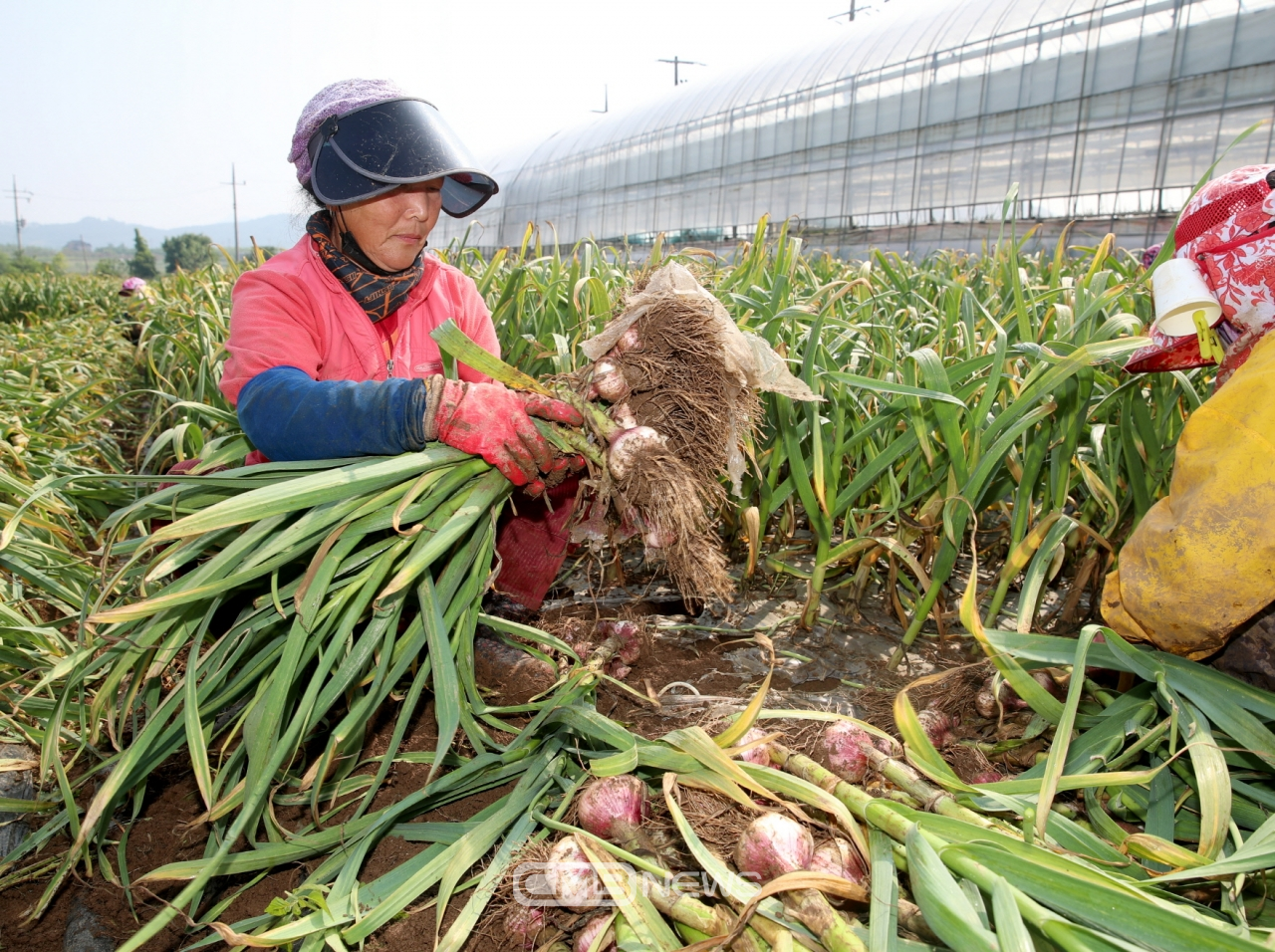 평천리 마늘 수확 모습 (사진제공 : 태안군청)