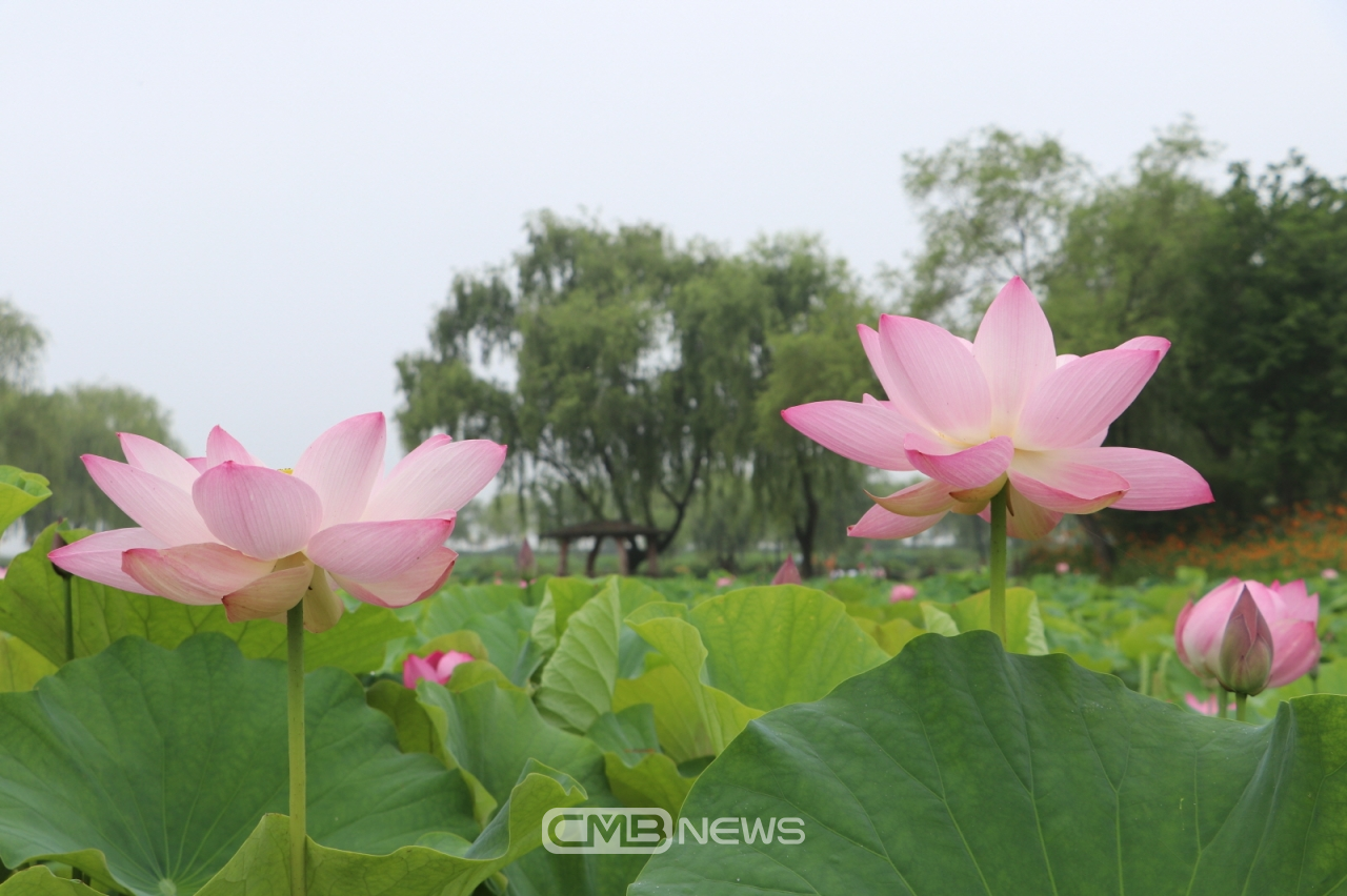 궁남지에 피어난 연꽃 모습 (사진제공 : 부여군청)